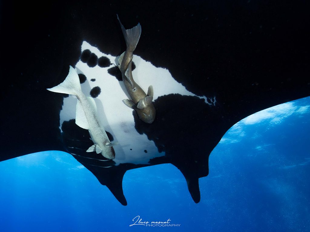 manta ray behavior