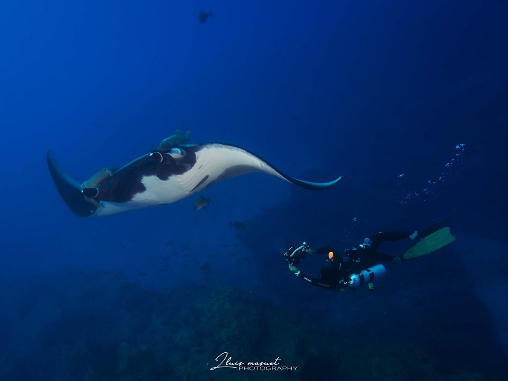 unique manta ray behavior in Socorro