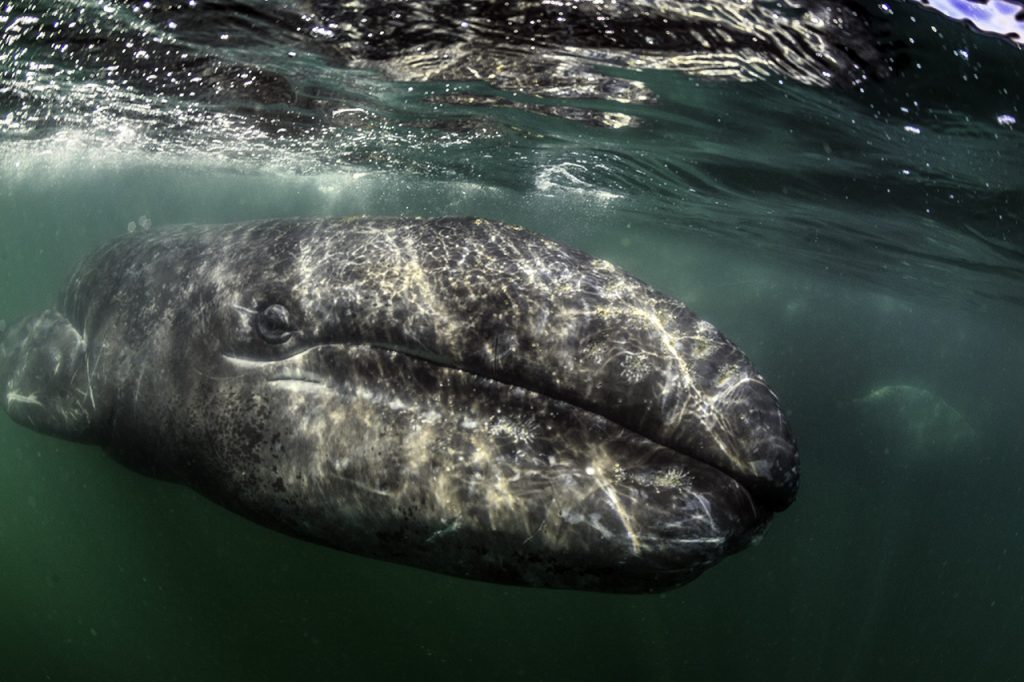 Female Gray Whale