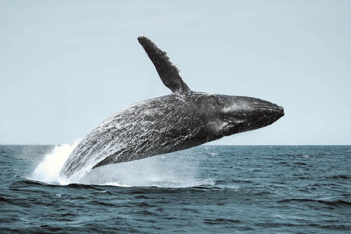 Giants of the Sea: Mexico Humpback Whales