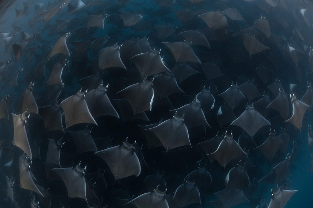 Mobula Ray Migration in the Sea of Cortez