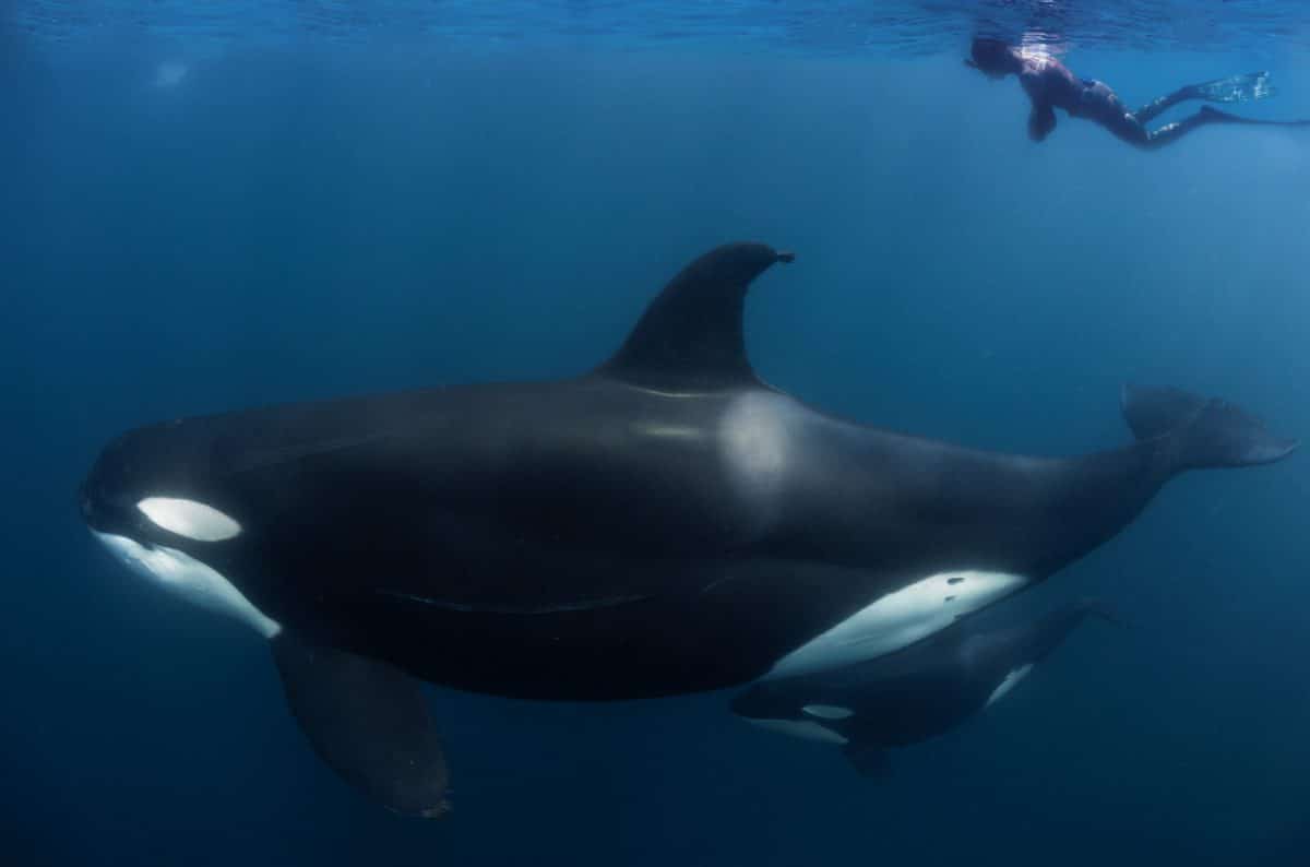 Free Diving with Orca