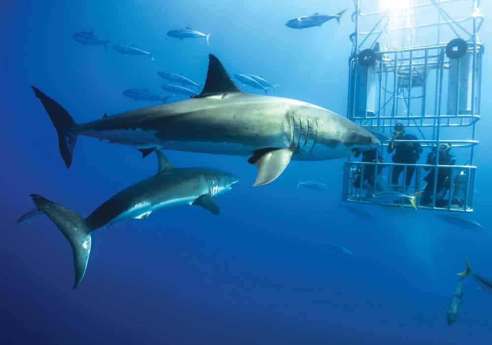 Two Sharks passing by the cage © Olivier Jahraus & Petra Brummel