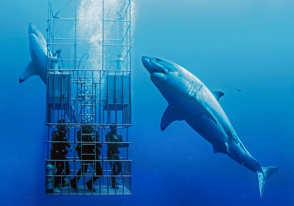Two Sharks circling a cage © Dan Orr