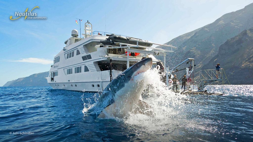 Nautilus Belle Amie at Guadalupe, one of the best Mexico Liveaboards