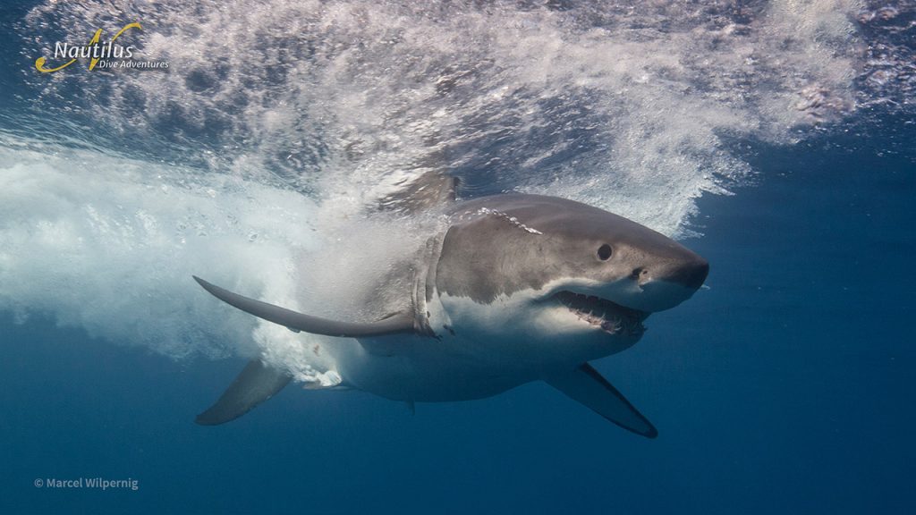 breaching great white shark