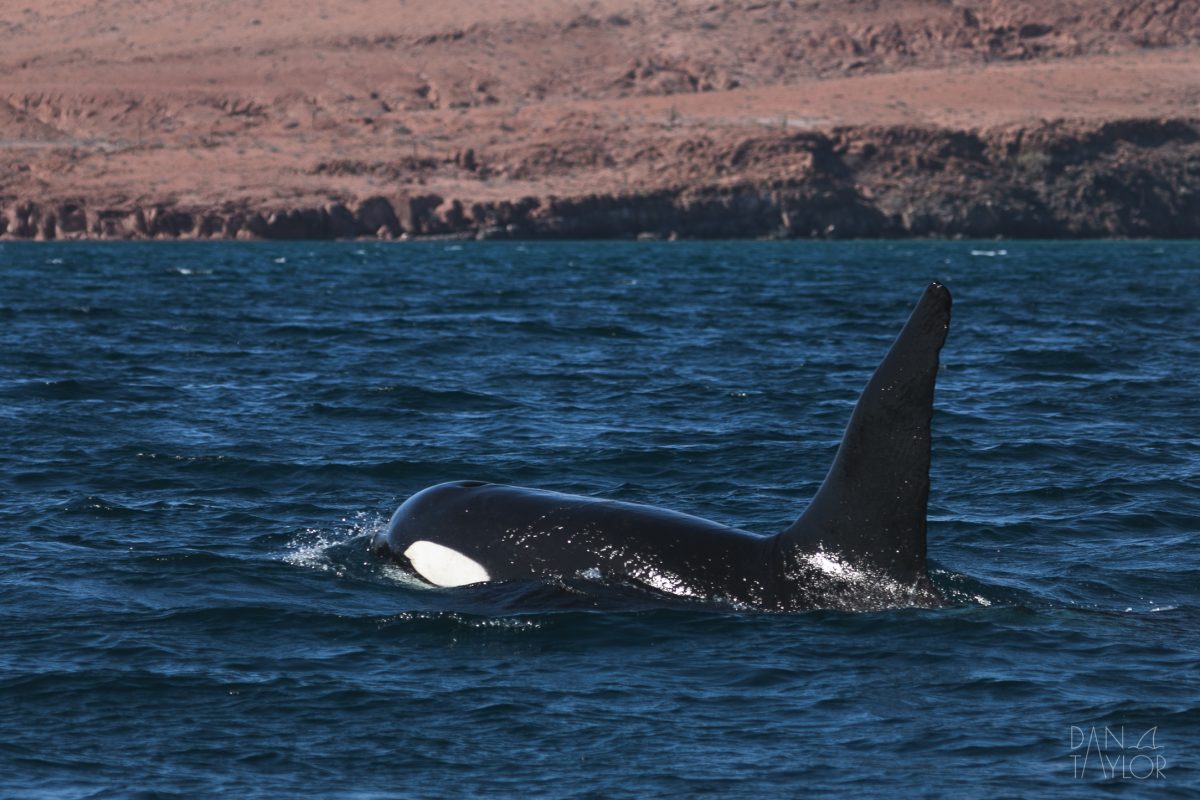 Searching for Orcas in the Sea of Cortez - Nautilus Adventures