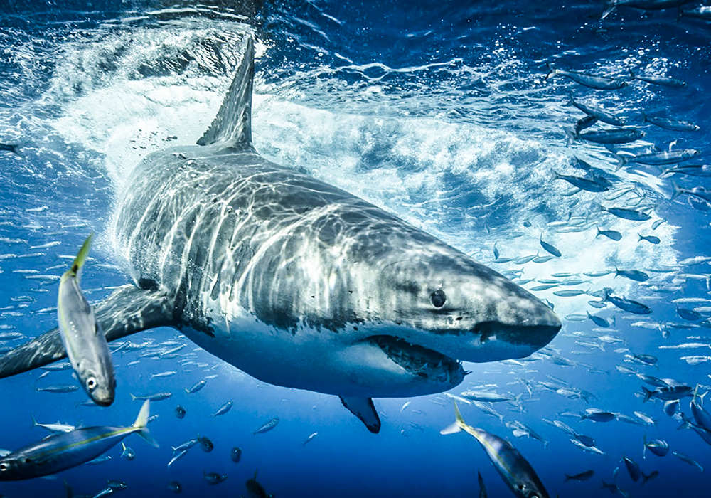 Shark entering water after a breach © Scott Davis