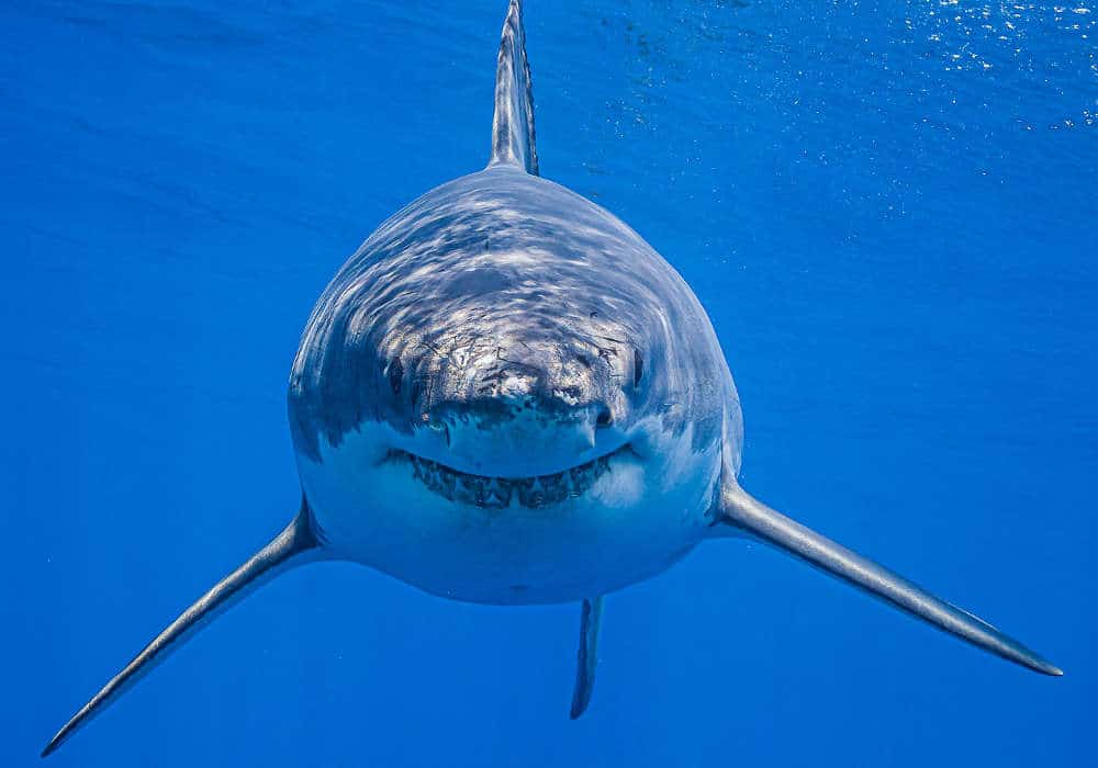 Shark looking at the divers © Dan Orr