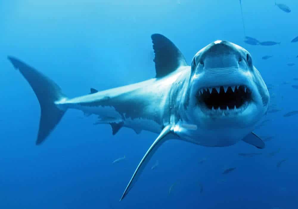 Shark Open Jaw - © Dan Orr