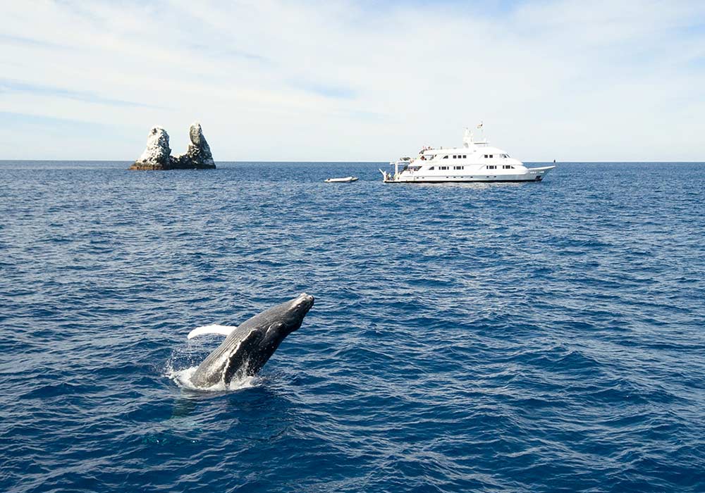 Whale Watching Cruise