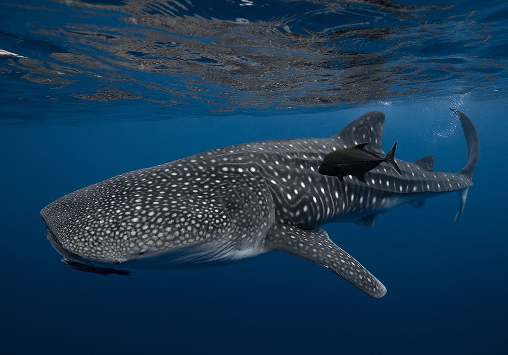 Diving with Whale Shark