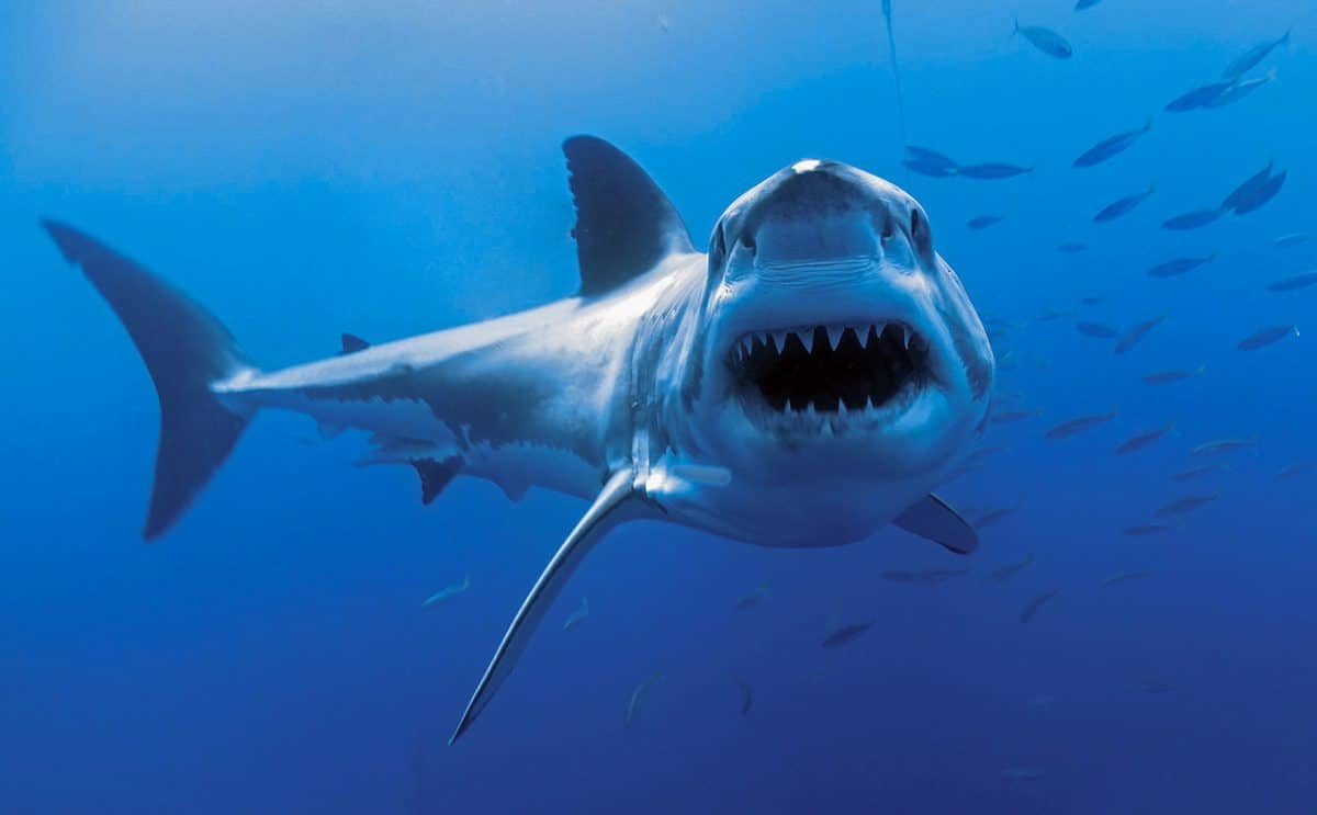 great white Guadalupe