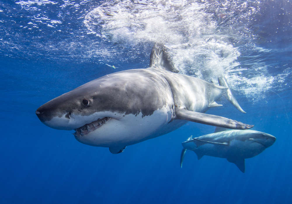Two great white sharks © Alex Rose