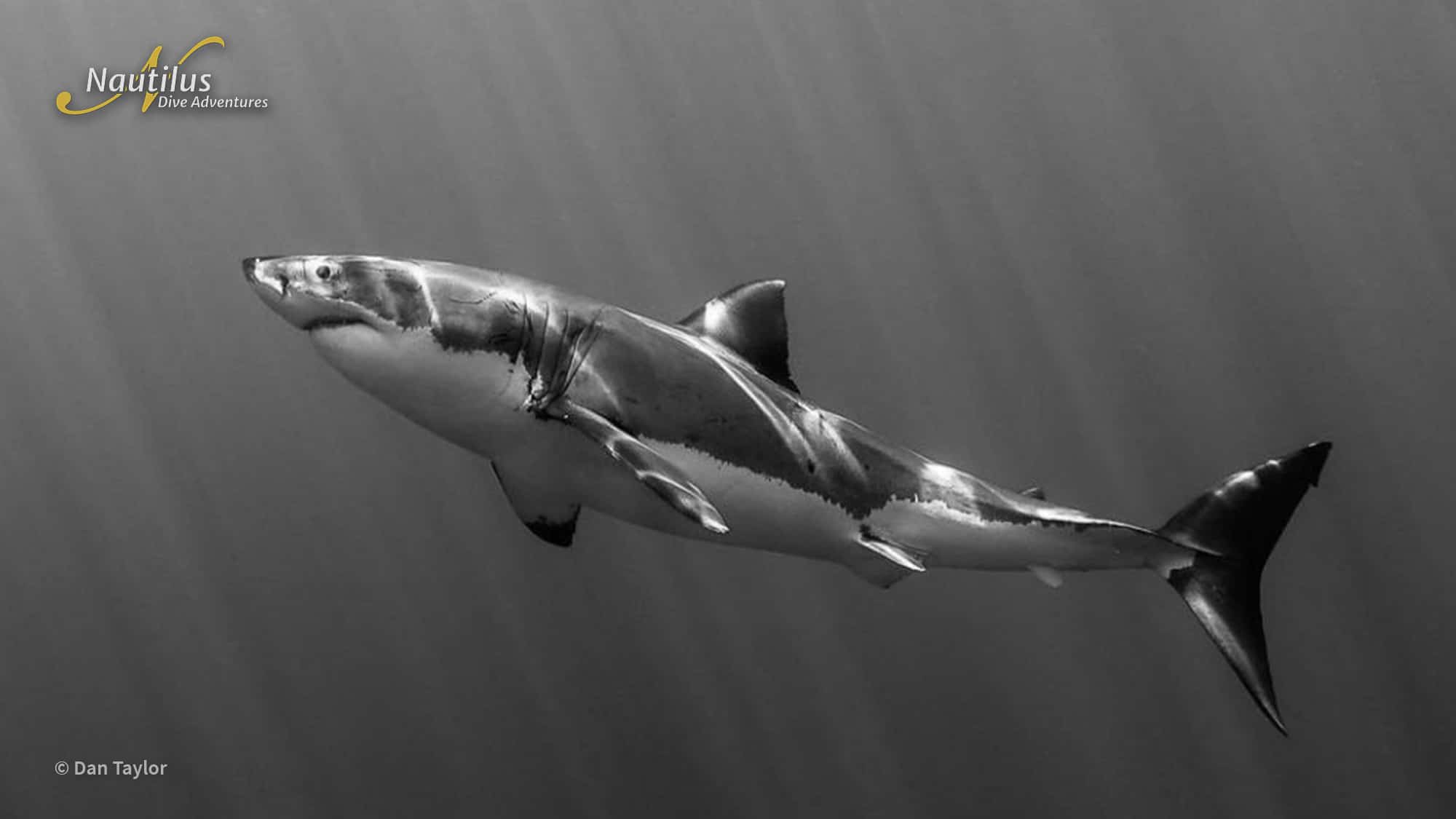 Unique Facts About Great White Sharks - Nautilus Liveaboards