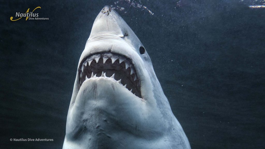 great white shark teeth
