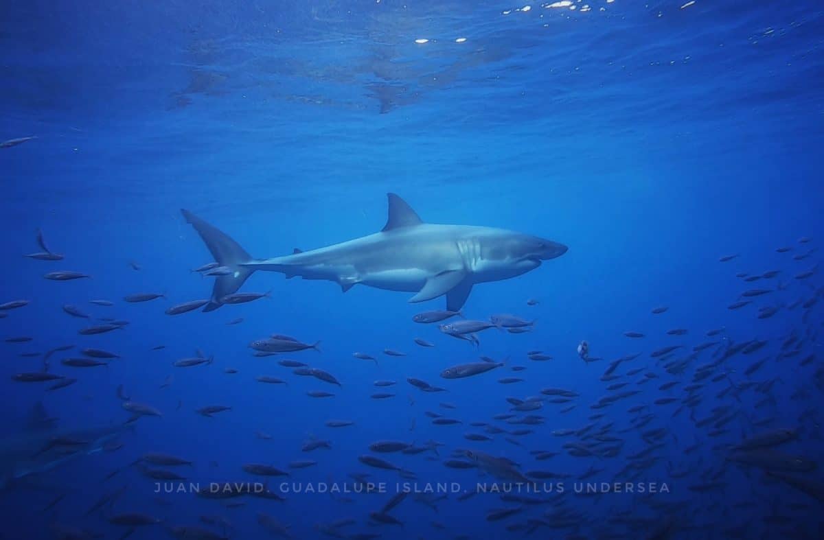 Great white shark Guadalupe