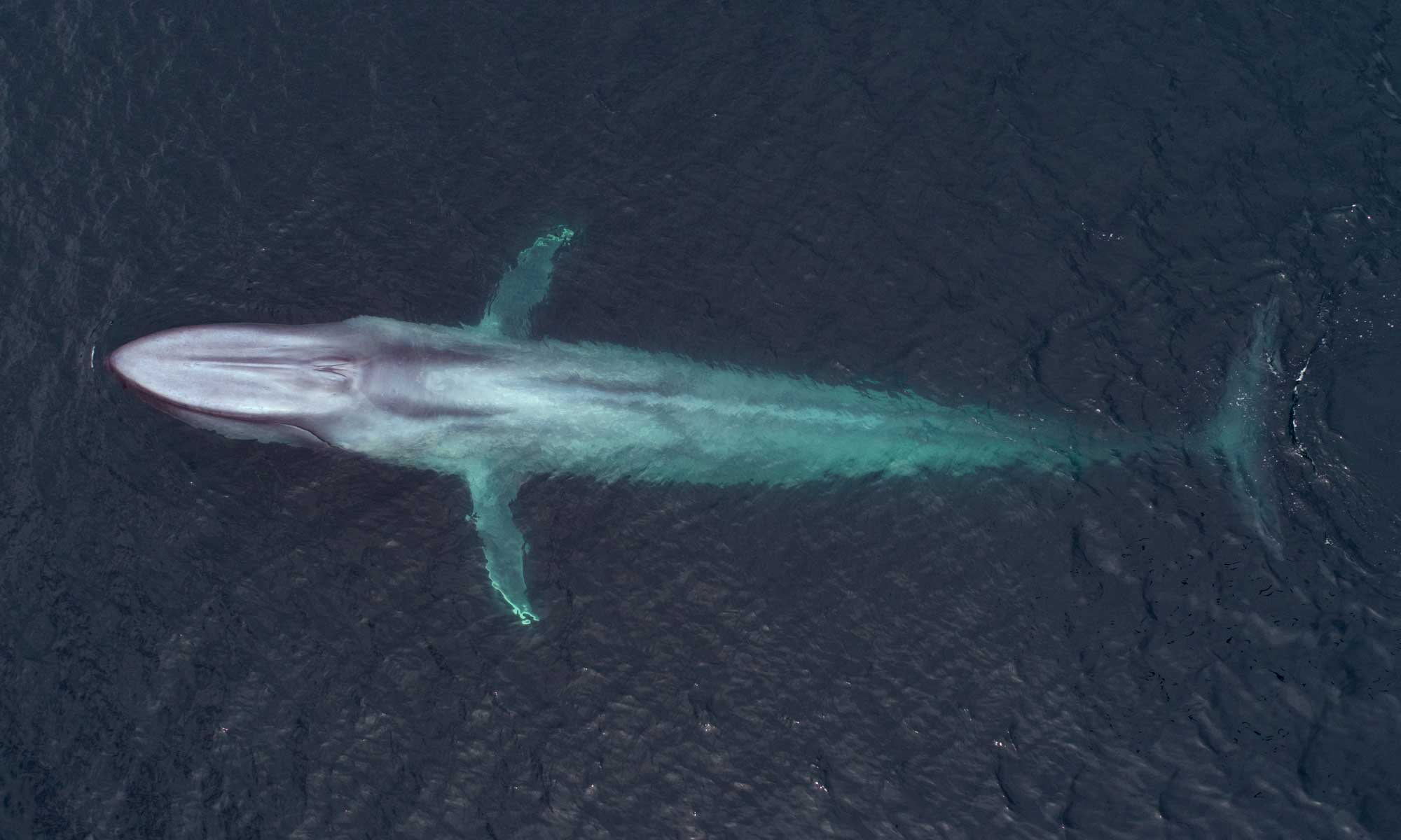 Baja Ultimate whale expeditions