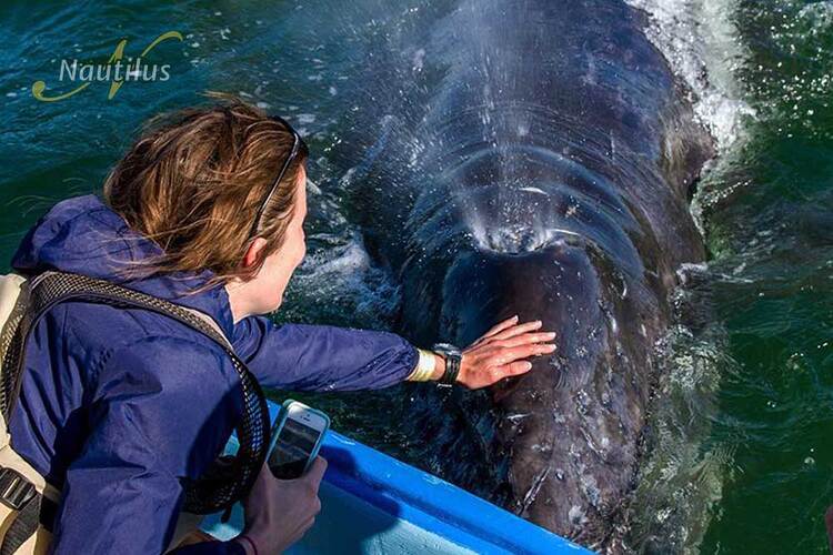 Gray whales in San Ignacio Lagoon