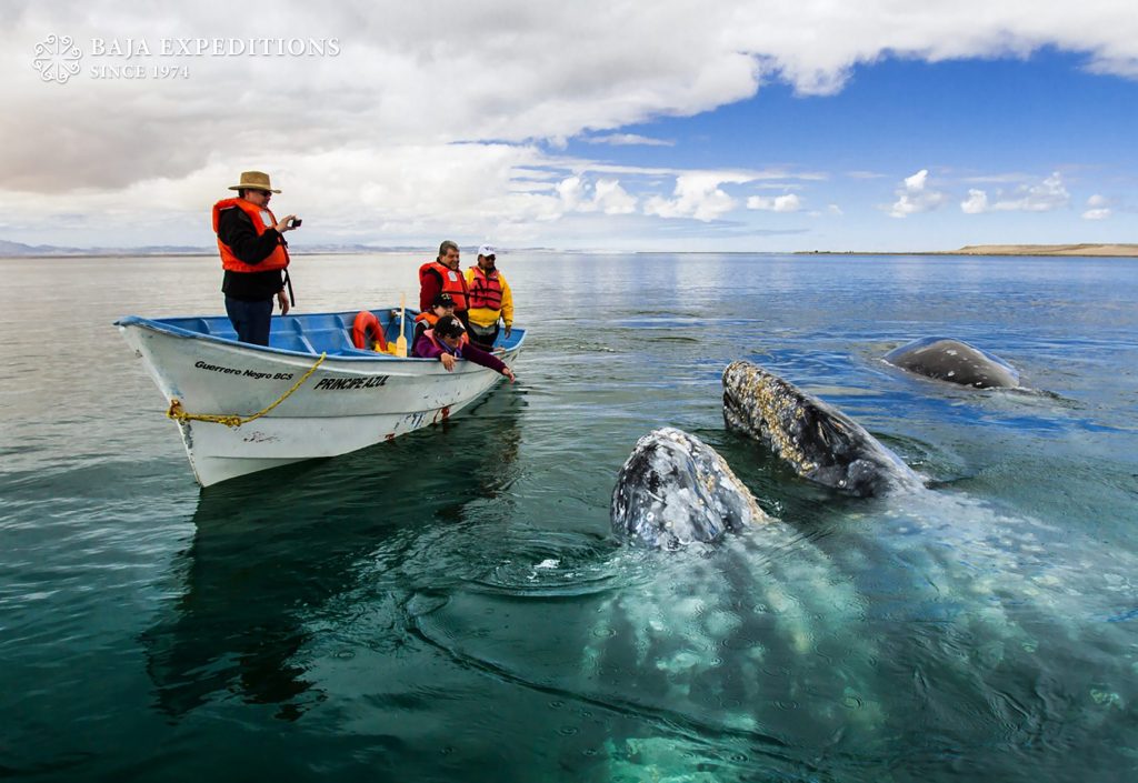 Gray whales going after the pangas in San Ignacio lagoon