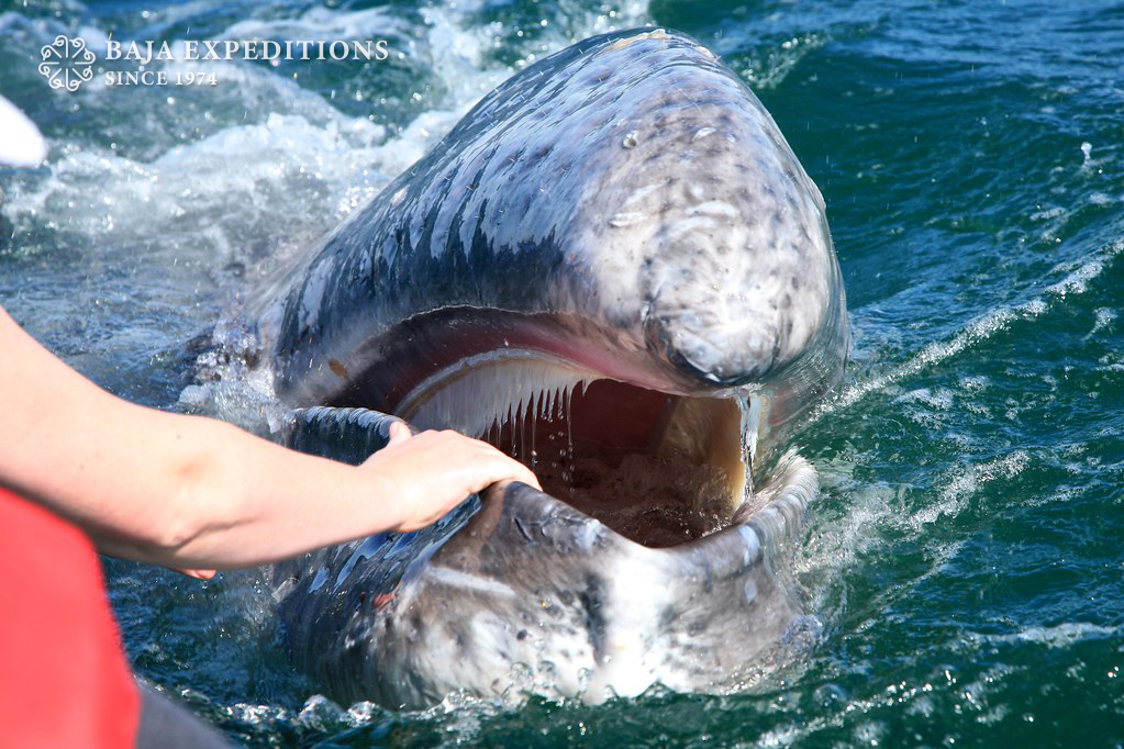 Petting a gray whale