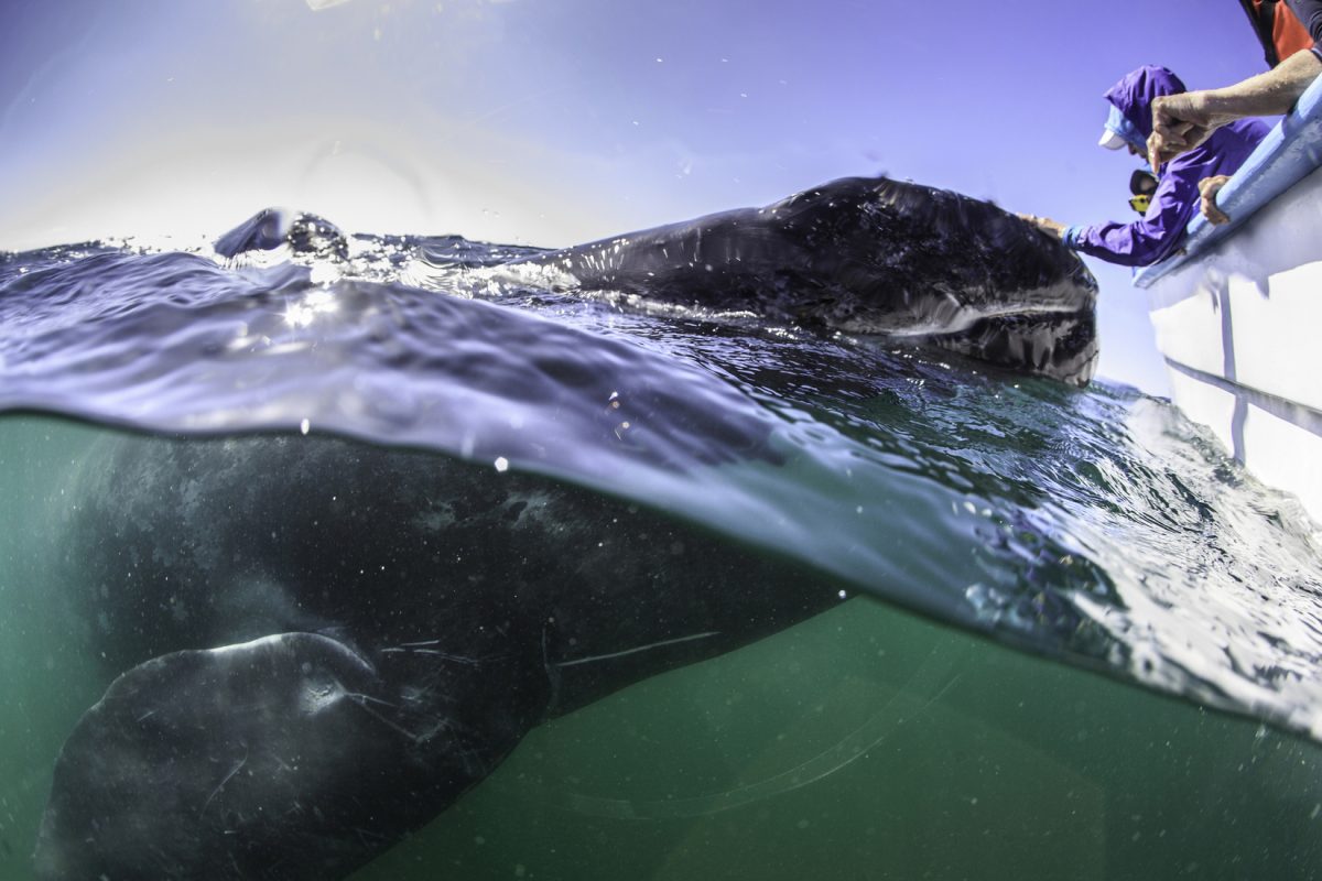 Is it ok to touch gray whales?