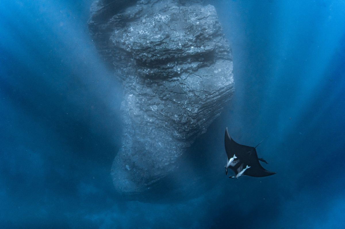 An Underwater Safari