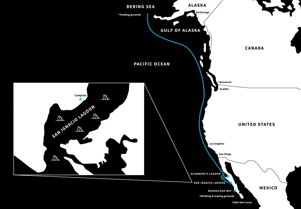 San Ignacio Lagoon - Whale Migration Map