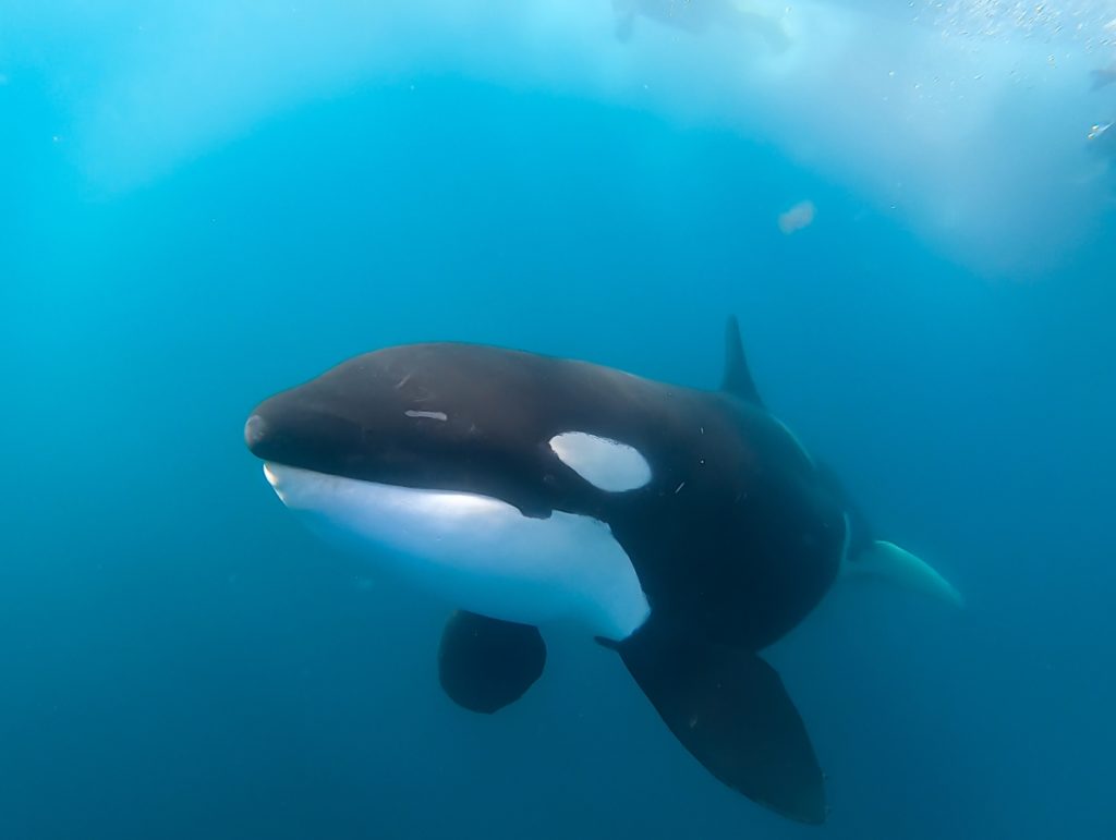 Orcas at Sea of Cortez