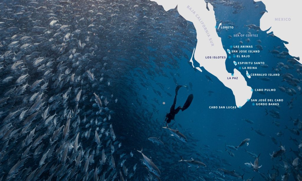 Sea of Cortez map showing Baja California Peninsula and key dive regions