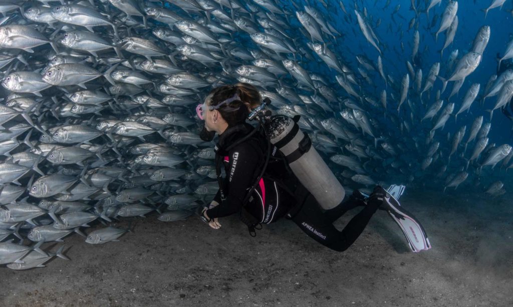 Diving in the Sea of Cortez
