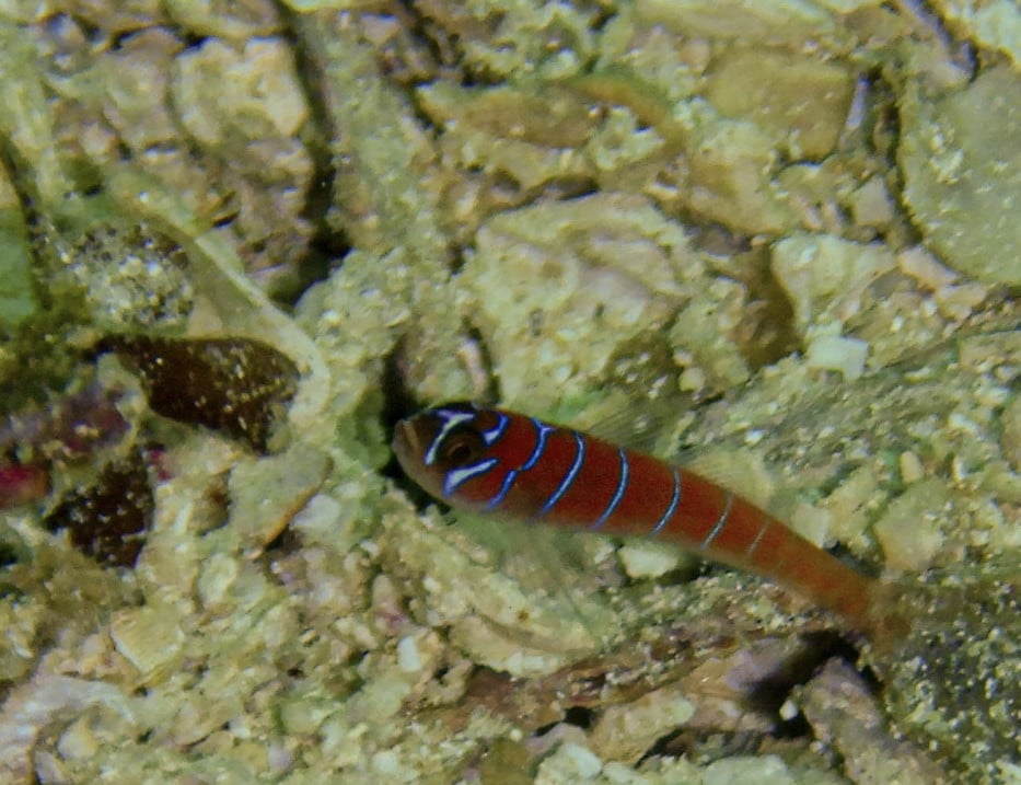Zebra Goby and Blue Banded Goby