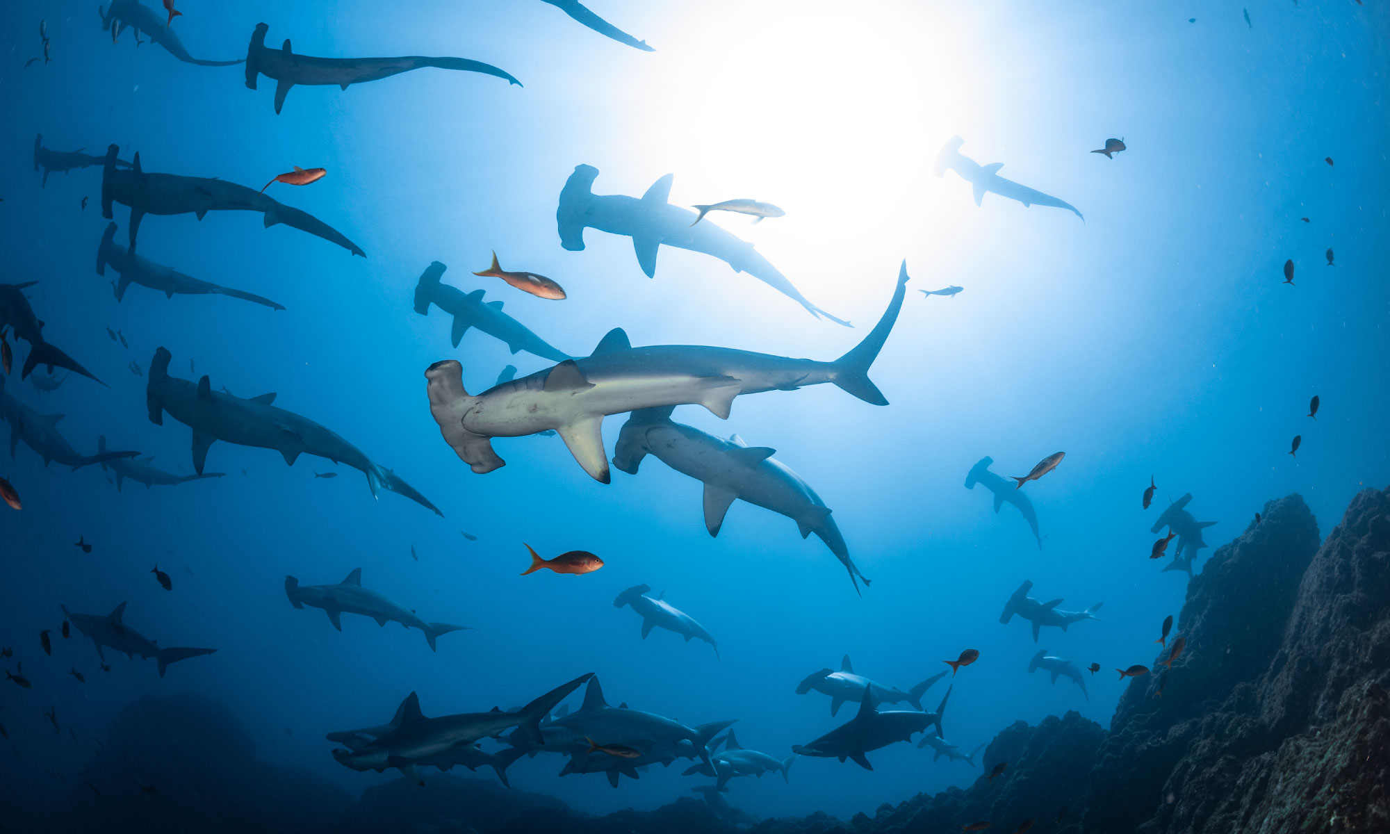 Cocos Island of the Sharks