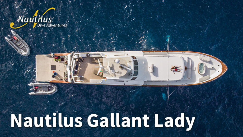 Nautilas Gallant Lady