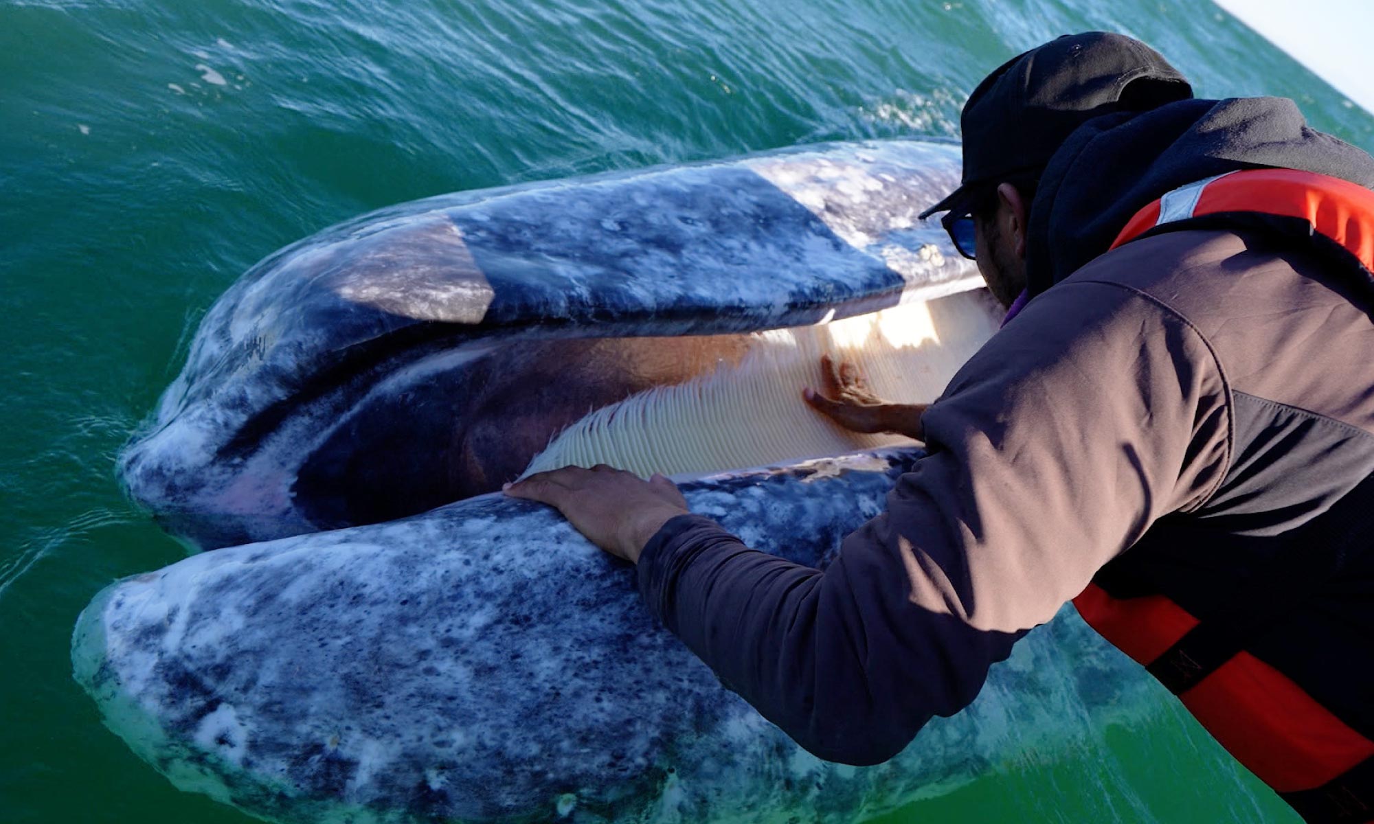 San Ignacio Gray Whales