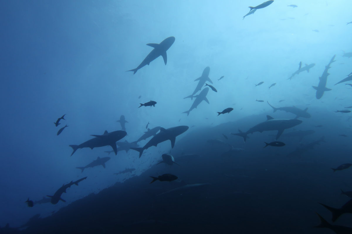 Marine Life exploration at Cabo Pearce
