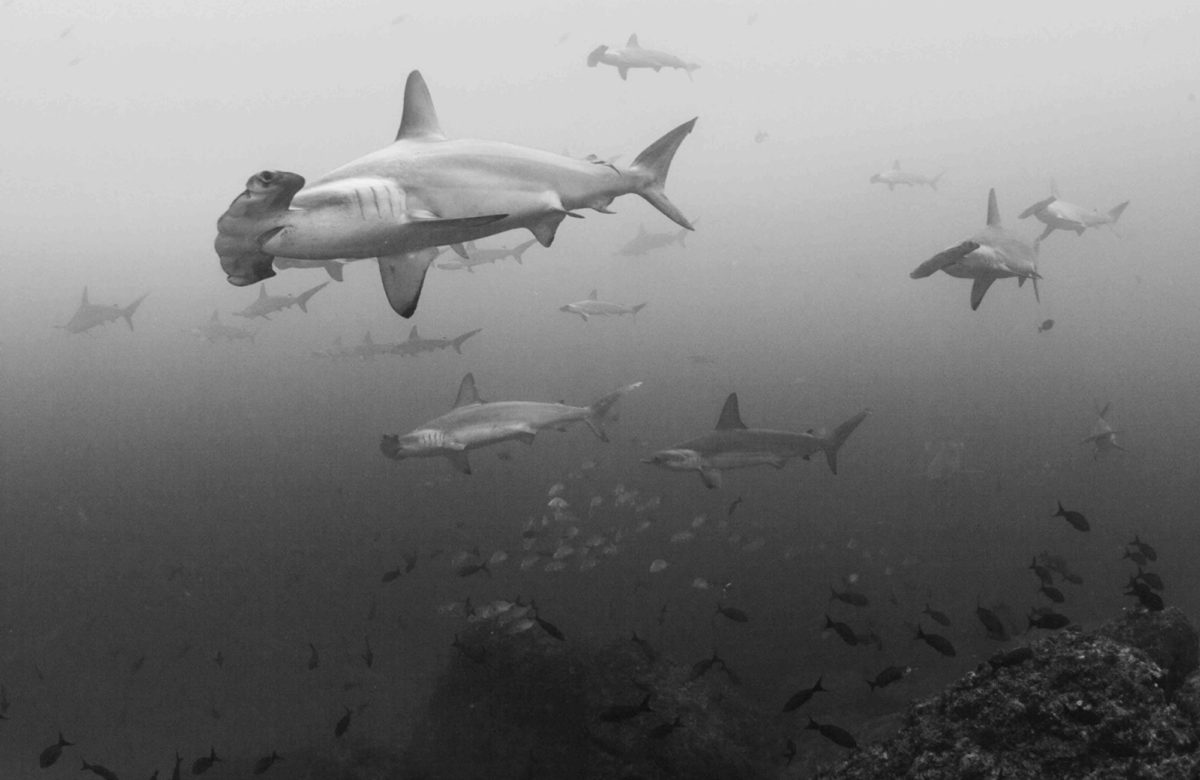 Hammerhead sharks - Cocos Island Tours