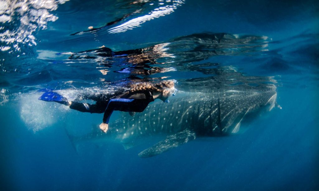 Ultimate Whale Sharks Tours