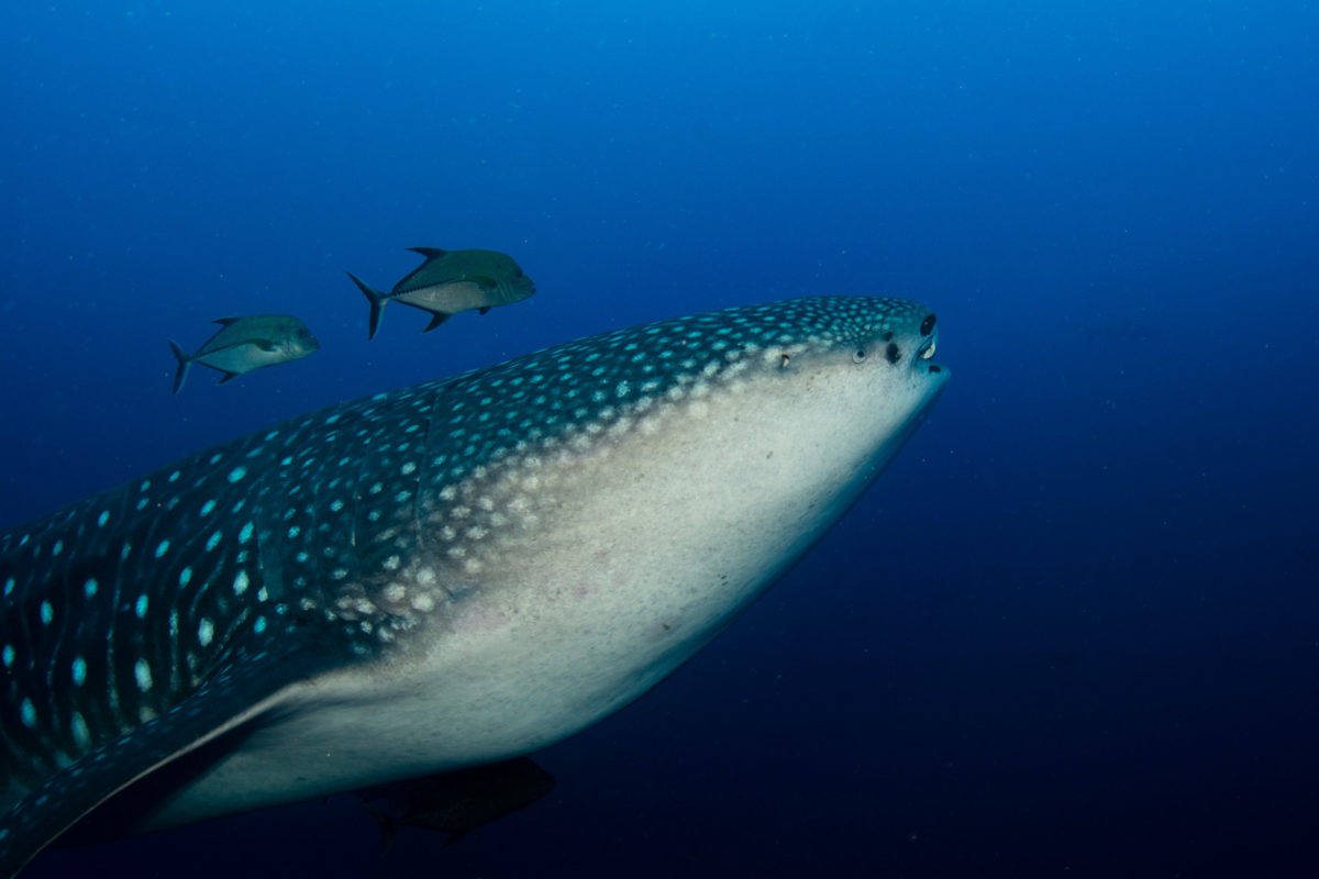 whale sharks