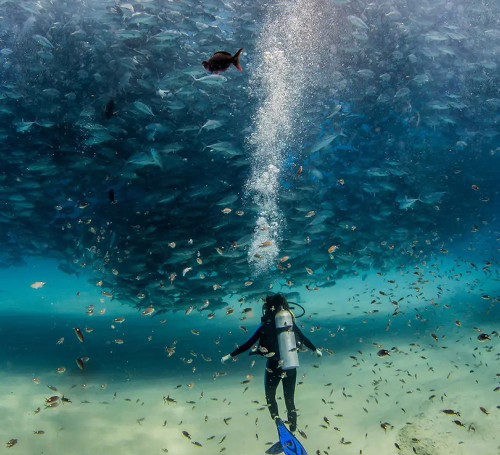 Cocos Island - Island of the Sharks