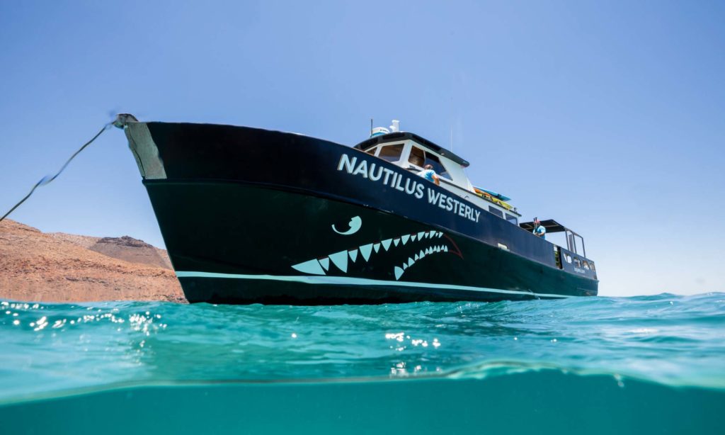 Nautilus Westerly Sea of Cortez