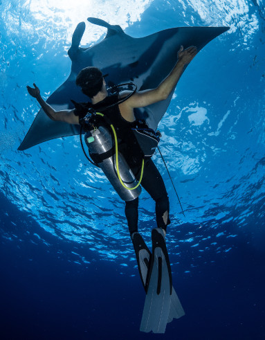 Socorro Island Mexico diver and manta