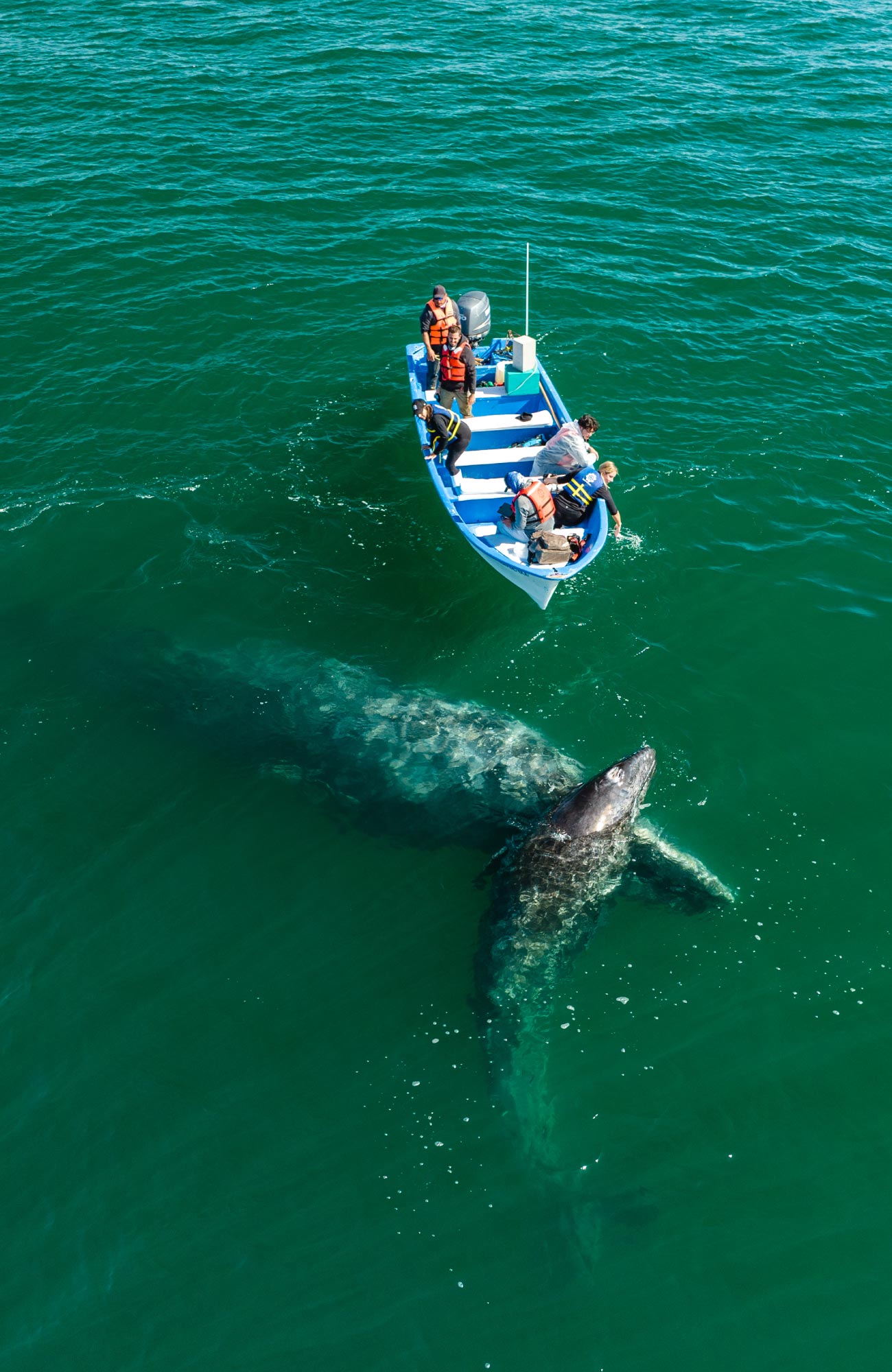 San Ignacio Lagoon -Whale Interaction-