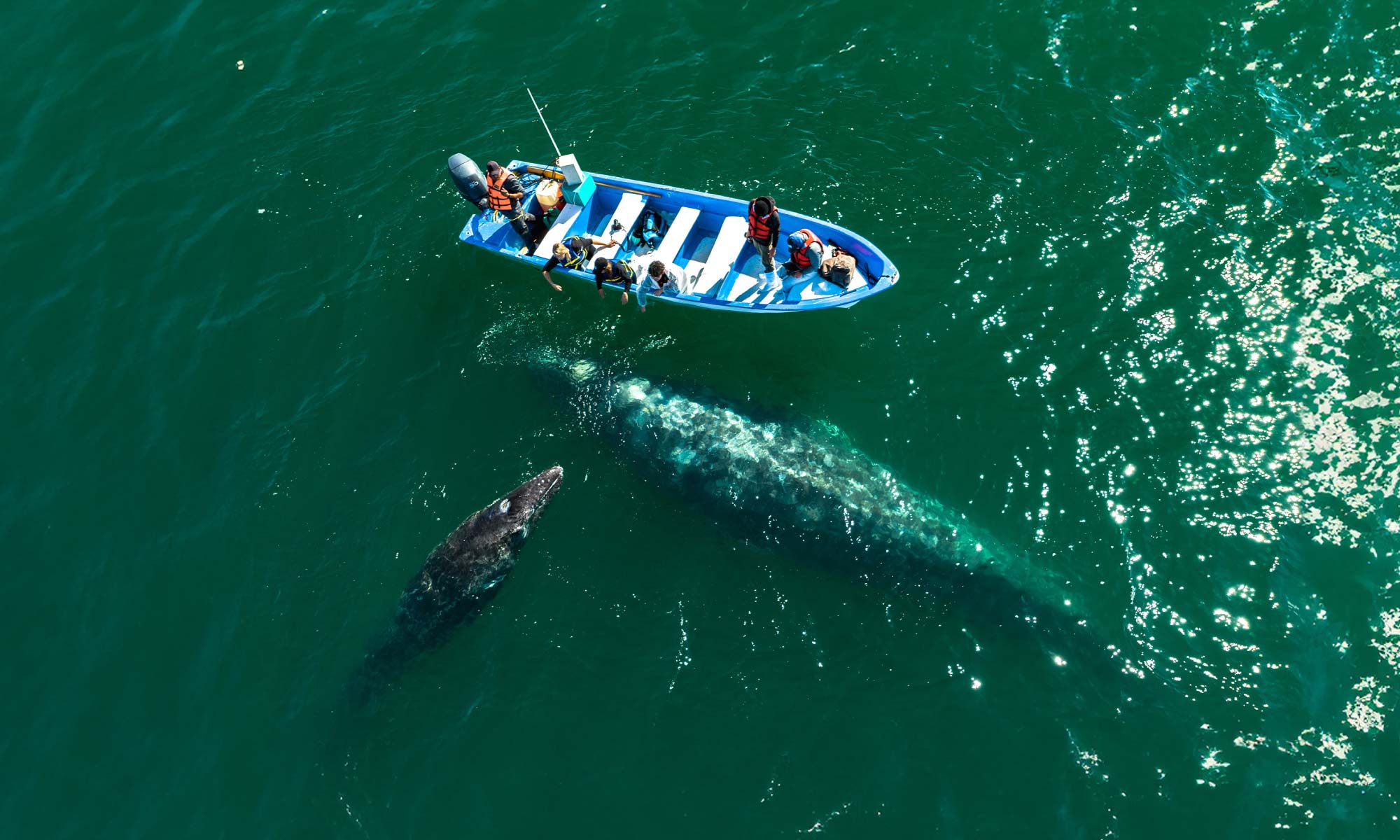 San Ignacio Gray Whales