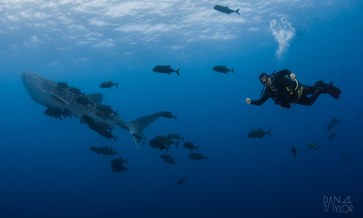 Scuba diver with a rare Marine Life of the Socorro Islands, a whale shark