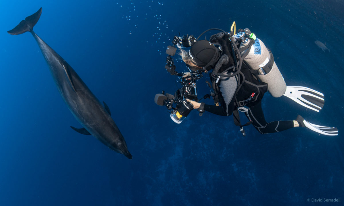 Scuba diving in Socorro with dolphins