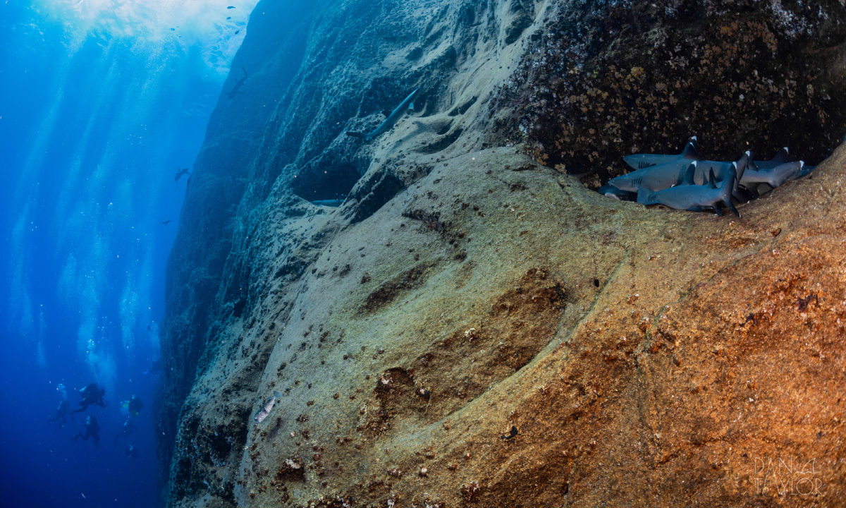 Roca Partida, one of the best dive sites in Socorro