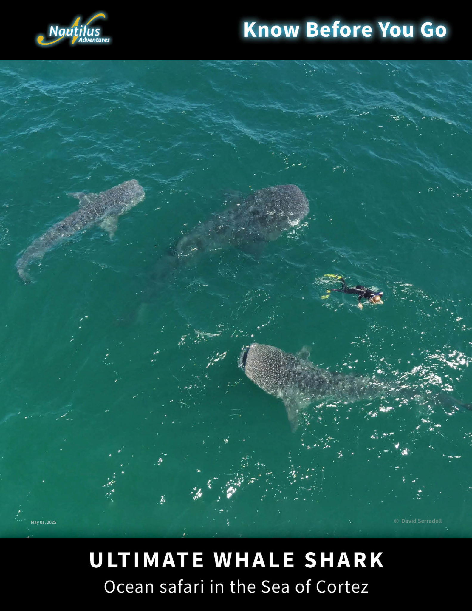 Ultimate Whale Sharks in the Sea of Cortez