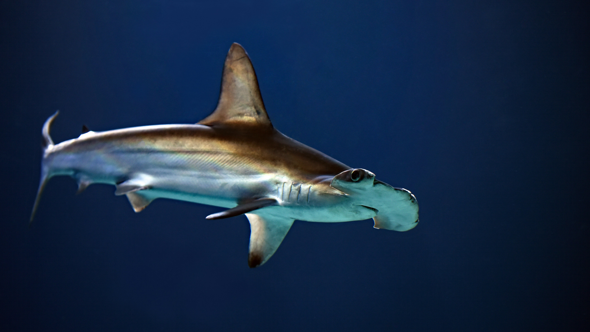 Hammerhead shark at the Socorro Islands
