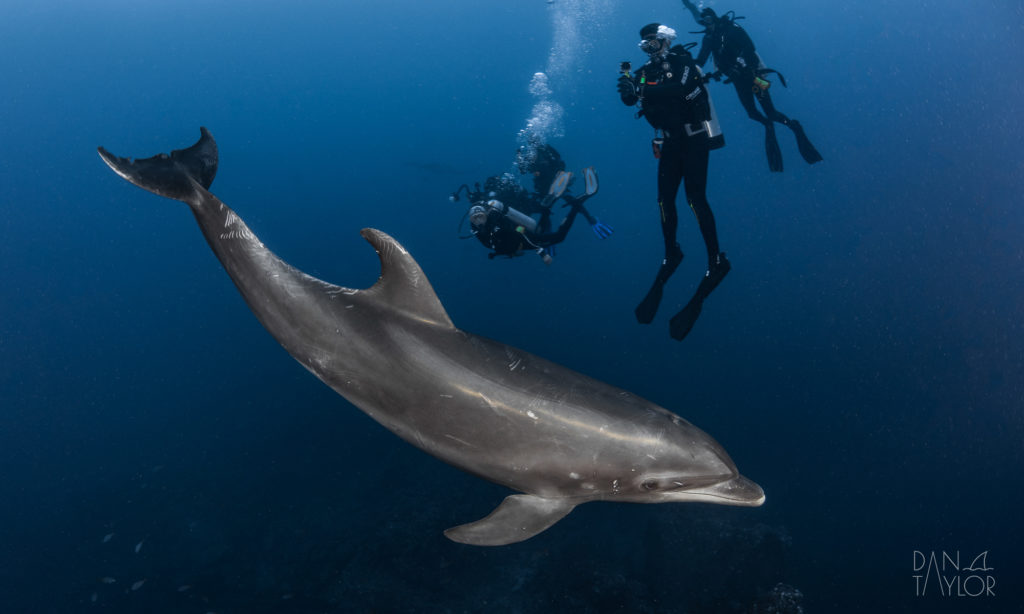 Dolphin and scuba divers in the waters around Baja California